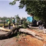مرگ شهروند تبریزی درا ثر سقوط درخت در ائلگلی + عکس مرگ شهروند تبریزی درا ثر سقوط درخت در ائلگلی + عکس