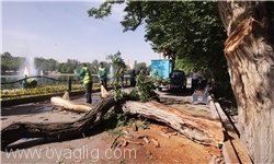مرگ شهروند تبریزی درا ثر سقوط درخت در ائل‌گلی + عکس