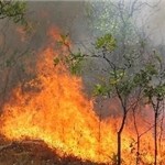 از آتشسوزی عمدی مزارع تا اطفای حریق با بیل! از آتشسوزی عمدی مزارع تا اطفای حریق با بیل!