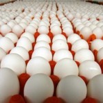 نگرانی از کاهش قیمت تخممرغ ۱۰ هزار تومانی! نگرانی از کاهش قیمت تخممرغ ۱۰ هزار تومانی!