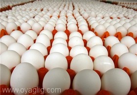 نگرانی از کاهش قیمت تخم‌مرغ ۱۰ هزار تومانی!