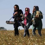تصاویر/جشنواره گل های بابونه در فندقلوی اردبیل تصاویر/جشنواره گل های بابونه در فندقلوی اردبیل