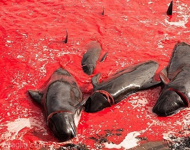 تصاویر/ قتل عامی که دریا را رنگ خون کرد