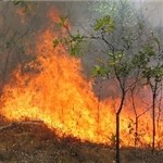 آتشسوزی در جنگلهای ارسباران مهار شد / ۶ هکتار جنگل در آتش سوخت آتشسوزی در جنگلهای ارسباران مهار شد / ۶ هکتار جنگل در آتش سوخت