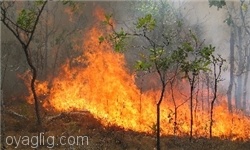 آتش‌سوزی در جنگل‌های ارسباران مهار شد / ۶ هکتار جنگل در آتش سوخت