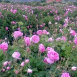 نزدیک به ۲ هزار تن گلمحمدی در اسکو برداشت شد نزدیک به ۲ هزار تن گلمحمدی در اسکو برداشت شد