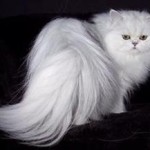 صادرات گربه و سگ از تبریز به کشورهای خارجی صادرات گربه و سگ از تبریز به کشورهای خارجی