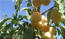 ۲۵ درصد از زردآلوی کشور در آذربایجان‌شرقی تولید می‌شود