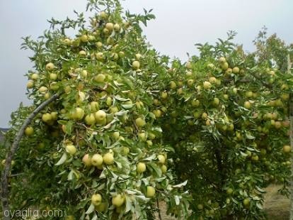 تولید یک میلیون و ۱۱۱ هزار تن انواع میوه در آذربایجان شرقی