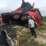 واژگونی کامیونی با ۱۰ هزار جوجه! +تصاویر واژگونی کامیونی با ۱۰ هزار جوجه! +تصاویر
