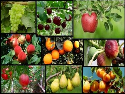 تولید بیش از ۲۱۴ هزار تن انواع میوه های تابستانه در آذربایجان شرقی