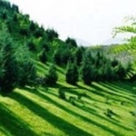 بزرگترین کریدور فضای سبز تبریز احداث میشود بزرگترین کریدور فضای سبز تبریز احداث میشود