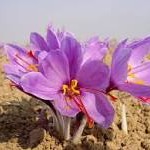 قیمت زعفران به ۷۲۰۰هزار تومان رسید قیمت زعفران به ۷۲۰۰هزار تومان رسید
