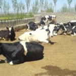 یک آمار نگران کننده درباره محصولات لبنی آذربایجان شرقی یک آمار نگران کننده درباره محصولات لبنی آذربایجان شرقی