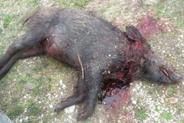 کشتار گرازها در زنجان