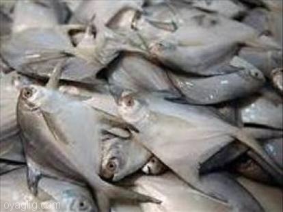 سرانه مصرف ماهی در آذربایجان شرقی به ۵/۵ کیلو گرم افزایش یافته است