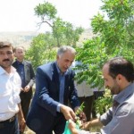 تلاش برای برندسازی سماق مرغوب و منحصر به فرد هوراند تلاش برای برندسازی سماق مرغوب و منحصر به فرد هوراند
