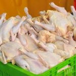 واریز یارانه عامل افزایش قیمت مرغ! واریز یارانه عامل افزایش قیمت مرغ!