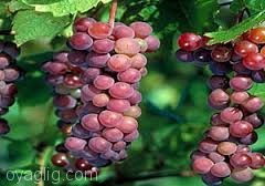 سومین جشنواره انگور در ارومیه برگزار می شود