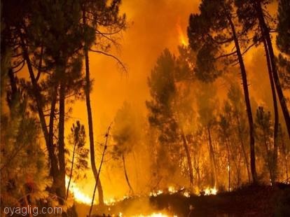 ۱۰۰ هکتار از مراتع شهرستان آذرشهر در آتش سوخت