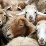 تشکیل اکیپهای بازرسی و نظارت بر ذبح دامها در آذربایجان غربی تشکیل اکیپهای بازرسی و نظارت بر ذبح دامها در آذربایجان غربی