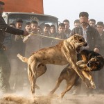 “سگ دعوا “؛نام منطقه ای در ایران! “سگ دعوا “؛نام منطقه ای در ایران!