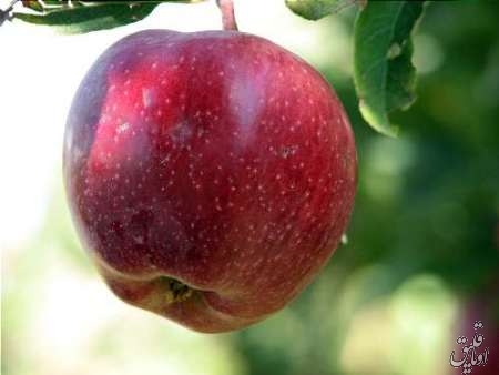 برداشت سیب از هشت هزار هکتار باغ های مراغه آغاز شد