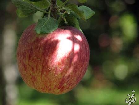 سنگینی بازار کساد سیب مراغه بر دوش باغداران