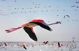 مرگ مشکوک ۱۵۰۰ پرنده در اطراف دریاچه ارومیه