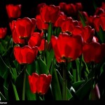 تبریز لالهزار میشود تبریز لالهزار میشود