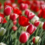 جشنواره لاله ها در سال ۹۵ مقدمه ای برای تبریز ۲۰۱۸ است جشنواره لاله ها در سال ۹۵ مقدمه ای برای تبریز ۲۰۱۸ است