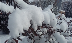 چشم غره زمستان به بهار در آذربایجان/ بارش ۲۵ سانتی‌متر برف و کاهش ۱۲ درجه‌ای دما