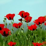 یک روز بهاری در دشت شقایق منطقه ارسباران یک روز بهاری در دشت شقایق منطقه ارسباران