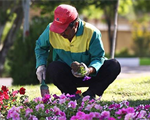 عملیات کاشت انواع بوته گلهای تابستانی در پارک بزرگ ائل گلی آغاز شد عملیات کاشت انواع بوته گلهای تابستانی در پارک بزرگ ائل گلی آغاز شد