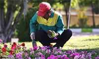 عملیات کاشت انواع بوته گلهای تابستانی در پارک بزرگ ائل گلی آغاز شد