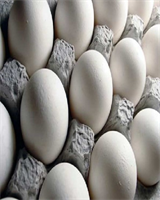 تولید ۱۲۳۰ تن تخم مرغ در شهرستان اهر