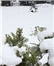 بارش برف، پاییز هزاررنگ آذر‌ی‌ها را سپید کرد/ تردد خودروها در محورهای کوهستانی بدون زنجیرچرخ ممنوع+ تصاویر