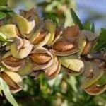 بادام و نقش آن در جلوگیری از پسروی آب دریاچه ارومیه بادام و نقش آن در جلوگیری از پسروی آب دریاچه ارومیه