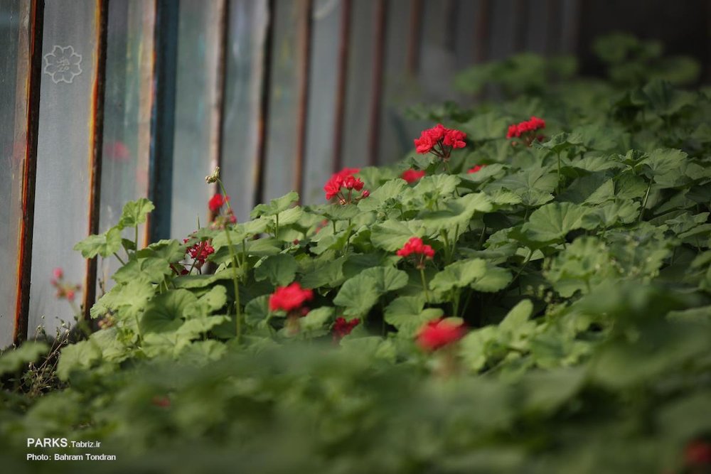 کاشت ۲۰ هزار گلدان شمعدانی در پارک بزرگ ائل‌گلی تبریز