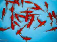 مردم اردبیل از رهاسازی ماهی قرمز در رودخانه«بالغلوچای» پرهیز کنند
