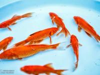 ماهی‌های قرمز عید در اردبیل جمع‌آوری می‌شود
