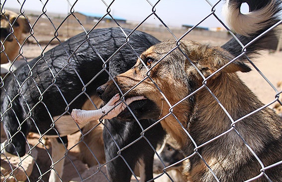 احداث اولین بیمارستان تخصصی حیوانات آسیب دیده و بی‌پناه