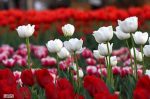 تبریز لاله زار می شود تبریز لاله زار می شود