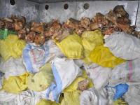 ۵۱۰کیلو گرم گوشت  فاسد در زنجان معدوم شد