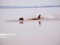 شنای جانباز ارومیه‌ای با هدف احیای دریاچه ارومیه+عکس
