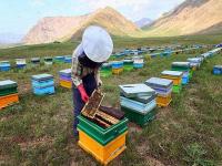 فعالیت ۲۱۰۰ زنبوردار در استان زنجان