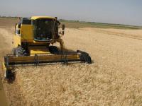 ۳۳ درصد اشتغال استان زنجان در بخش کشاورزی است