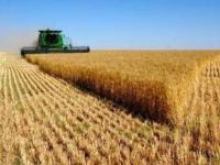 سالانه ۶ هزار تن گندم در خرمدره تولید می شود