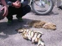 ۶ صیاد غیرمجاز ماهی توسط محیط بانان زنجان دستگیر شدند