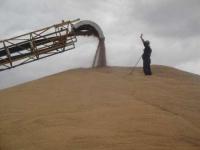 سطح زراعت گندم در بیله سوار ۱۵ درصد کاهش یافت